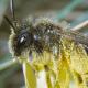 Les abeilles sauvages de Suisse Andrène du Pissenlit - Andrena taraxaci