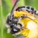 Les abeilles sauvages de Suisse Andrène tarsue - Andrena tarsata