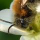 Les abeilles sauvages de Suisse Andrène thoracique - Andrena thoracica