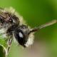 Les abeilles sauvages de Suisse Andrène viridescente - Andrena viridescens