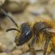 Les abeilles sauvages de Suisse Andrène renard - Andrena vulpecula