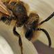 Les abeilles sauvages de Suisse Andrène de Wilke - Andrena wilkella