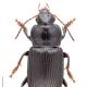 Carabes de Suisse  - Anisodactylus binotatus