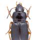 Carabes de Suisse  - Anisodactylus nemorivagus