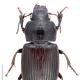 Carabes de Suisse  - Anisodactylus signatus