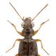 Carabes de Suisse  - Asaphidion austriacum