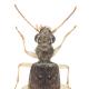 Carabes de Suisse  - Asaphidion curtum curtum