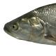 Les espèces néozones de Suisse Aspe  - Aspius aspius 