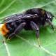 Les abeilles sauvages de Suisse  - Bombus sp.