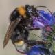 Les abeilles sauvages de Suisse Psithyre vestale - Bombus vestalis