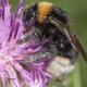 Les abeilles sauvages de Suisse Psithyre bohémien - Bombus bohemicus