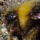 Les abeilles sauvages de Suisse  - Bombus norvegicus