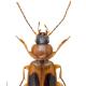 Carabes de Suisse  - Badister bullatus
