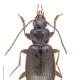Carabes de Suisse  - Badister dilatatus