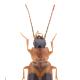 Carabes de Suisse  - Badister meridionalis