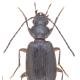 Carabes de Suisse  - Badister peltatus peltatus