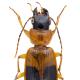 Carabes de Suisse  - Badister unipustulatus