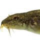 Poissons de Suisse Loche franche  - Barbatula barbatula 