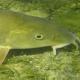 Poissons de Suisse Barbeau commun  - Barbus barbus 