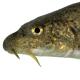 Poissons de Suisse Barbo canino  - Barbus caninus 