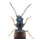 Carabes de Suisse  - Bembidion articulatum