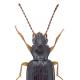 Carabes de Suisse  - Bembidion assimile