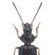 Carabes de Suisse  - Bembidion biguttatum