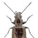 Carabes de Suisse  - Bembidion bipunctatum bipunctatum