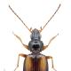 Carabes de Suisse  - Bembidion bualei 