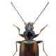 Carabes de Suisse  - Bembidion distinguendum distinguendum