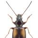 Carabes de Suisse  - Bembidion femoratum femoratum