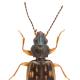 Carabes de Suisse  - Bembidion fumigatum