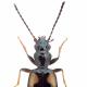 Carabes de Suisse  - Bembidion genei illigeri