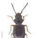 Carabes de Suisse  - Bembidion gilvipes