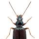 Carabes de Suisse  - Bembidion italicum