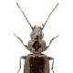 Carabes de Suisse  - Bembidion jacqueti jacqueti