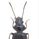 Carabes de Suisse  - Bembidion lunulatum