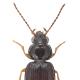 Carabes de Suisse  - Bembidion mannerheimii