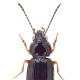 Carabes de Suisse  - Bembidion obtusum