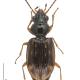 Carabes de Suisse  - Bembidion octomaculatum