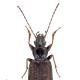 Carabes de Suisse  - Bembidion pseudascendens