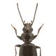 Carabes de Suisse  - Bembidion pyrenaeum poenini