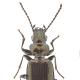 Carabes de Suisse  - Bembidion rhaeticum
