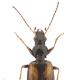 Carabes de Suisse  - Bembidion scapulare