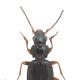Carabes de Suisse  - Bembidion schueppelii