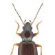 Carabes de Suisse  - Bembidion stephensii stephensii