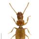 Carabes de Suisse  - Binaghites subalpinus