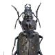 Carabes de Suisse  - Blethisa multipunctata multipunctata