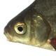 Poissons de Suisse Brème bordelière  - Blicca bjoerkna 