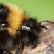 Les abeilles sauvages de Suisse Psithyre barbu - Bombus barbutellus